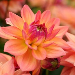 Dahlias, Dahlia Types, dahlia Varieties, Cactus Dahlias, Semi Cactus Dahlias, Decorative Dahlias, Pompon Dahlias, Ball Dahlias, Anemone Dahlias, Collarette Dahlias, Mignon Dahlias, Single Dahlias, Peony Dahlias, Orchid Dahlias, Waterlily Dahlias